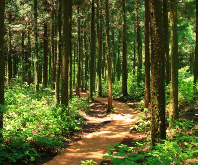 Pourquoi la Journée internationale des forêts est-elle célébrée ?