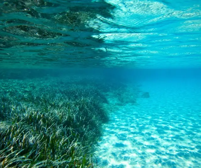 Journée mondiale des herbiers marins