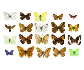 ¿Cuáles son las diferentes especies de Mariposa?