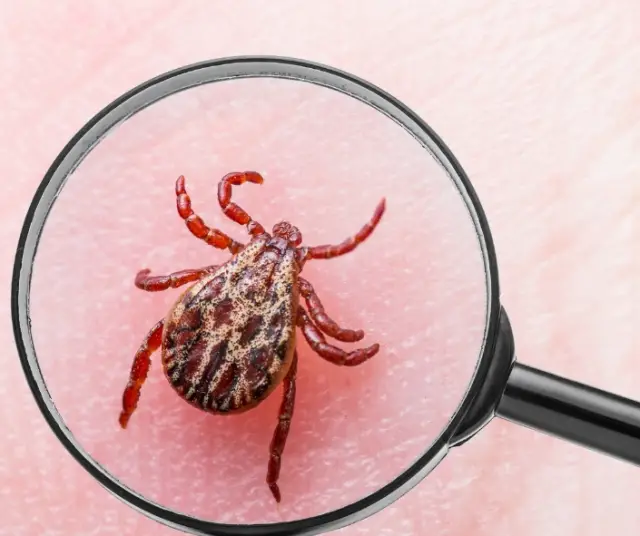 Qu'est-ce que la maladie des tiques chez l'homme ?