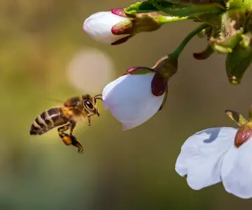 Pollinisateurs : L'Importance de ces insectes dans la nature