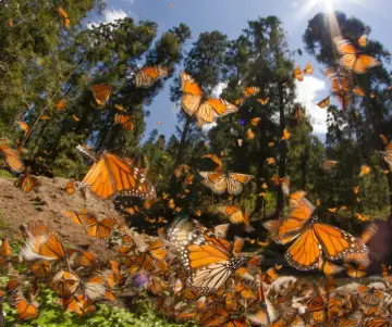 Pourquoi les papillons sont-ils importants ?