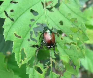 Espèces envahissantes : le défi de la biodiversité et de la conservation