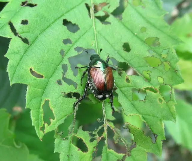 Espèces envahissantes : le défi de la biodiversité et de la conservation