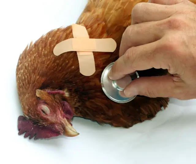 Grippe aviaire : Une menace pour la santé chilienne