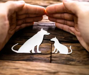 Journée mondiale des animaux au Chili - Lois sur la protection des animaux