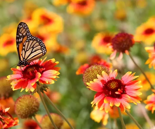 Comment et quand commence le printemps 2023 - Chili