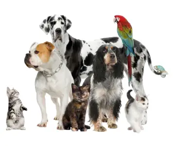 Quel serait votre animal de compagnie idéal selon votre personnalité ?