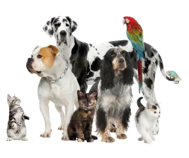 Quel serait votre animal de compagnie idéal selon votre personnalité ?