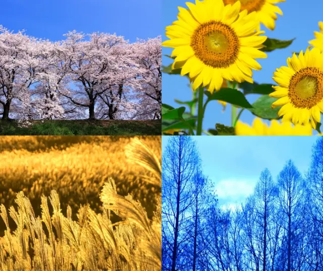 Quelles sont les saisons de l'année ?