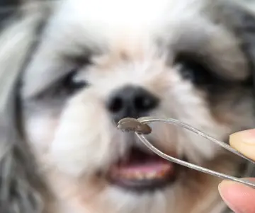 Comment prévenir les tiques chez le chien ?