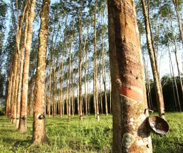 Comment est produit le latex ?