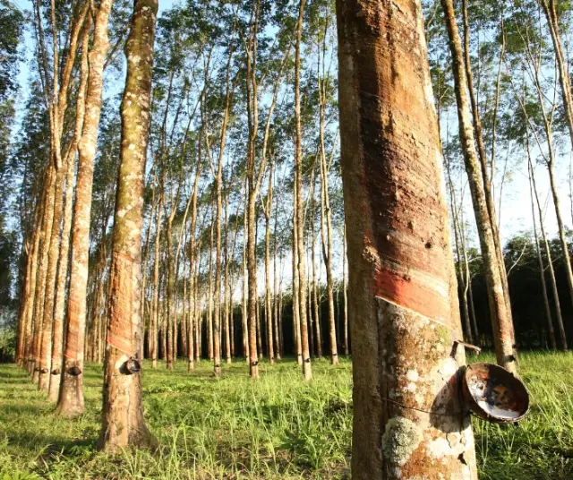 Comment est produit le latex ?