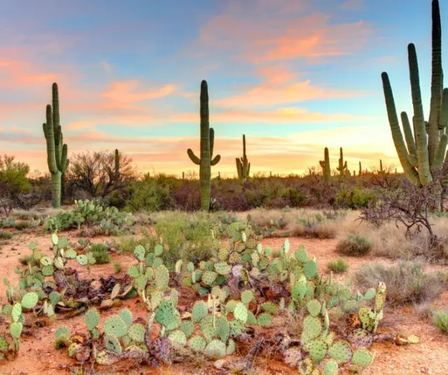 Quelles sont les plantes qui n’ont pas besoin d’eau ?