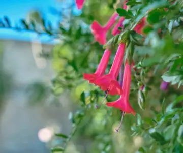 ¿Cuál es la flor nacional peruana?