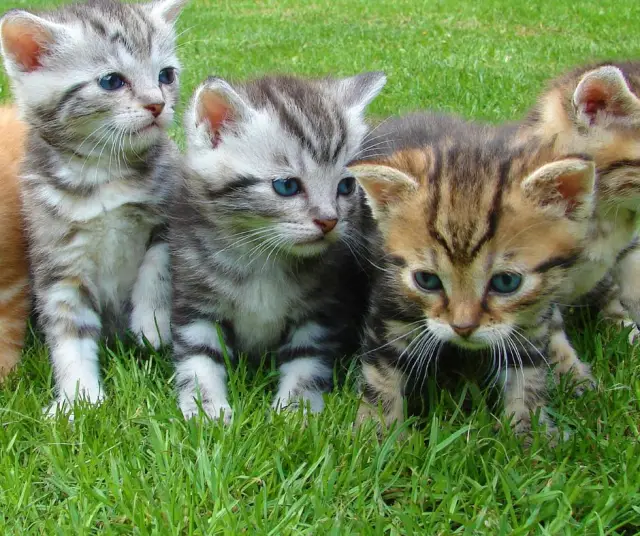 Pourquoi la Journée internationale du chat est-elle célébrée ?