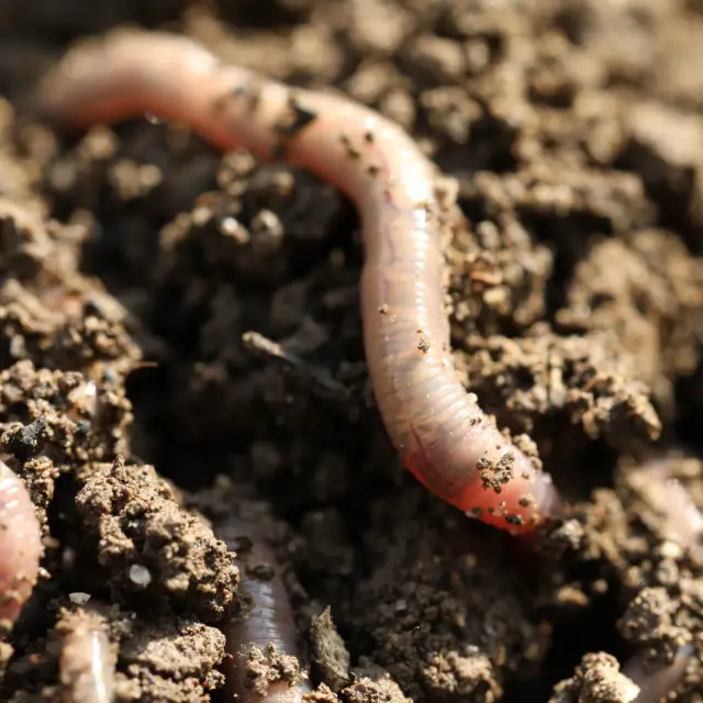 ¿Cuáles son los animales invertebrados? - Características y tipos