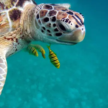 10 Curiosidades de las tortugas