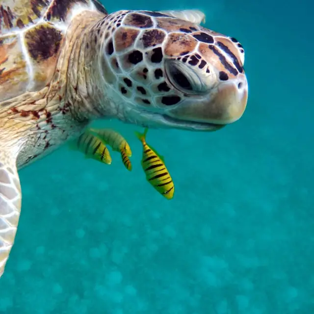 10 Curiosidades de las tortugas