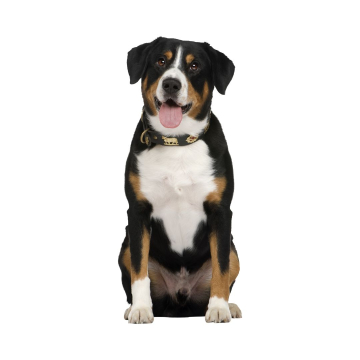 Journée mondiale du chien