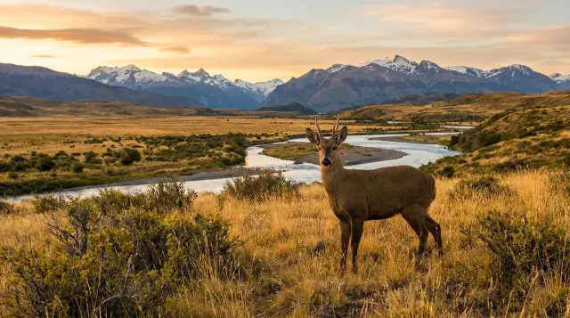 Qué animales están en peligro de extinción en Chile y cómo podemos proteger su hábitat en 2026