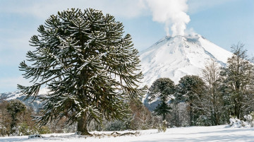 Árboles nativos de Chile: especies más comunes, importancia ecológica y dónde verlos en 2026