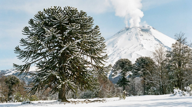 Árboles nativos de Chile: especies más comunes, importancia ecológica y dónde verlos en 2026