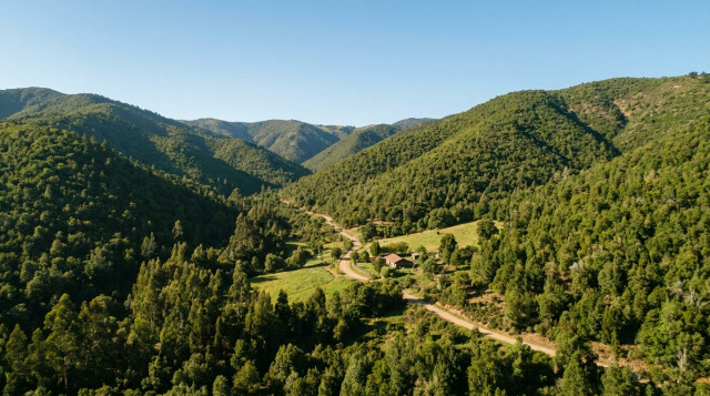 Qué es el bosque esclerófilo: importancia, especies representativas y por qué es vital para el clima de Chile
