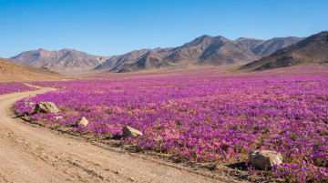 Qué es el desierto florido en Chile: cuándo ocurre, dónde verlo y cómo proteger este fenómeno único