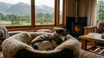 Cómo cuidar a las mascotas en invierno: guía de salud, alimentación y protección contra el frío