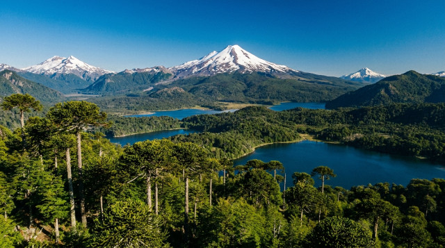 Cuáles son los árboles nativos de Chile: guía para reconocer especies del norte, centro y sur