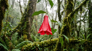 Qué es el Copihue: historia, características y por qué es la flor nacional de Chile