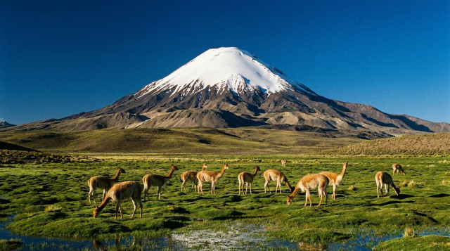Vicuñas pastando en un bofedal verde con el volcán Parinacota nevado al fondo bajo un cielo azul intenso en el Parque Nacional Lauca
