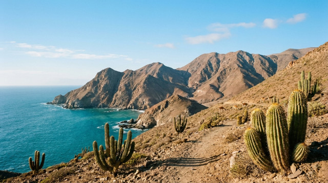 Qué ver en el Parque Nacional Pan de Azúcar: guía de senderos, fauna y playas en el desierto de Atacama