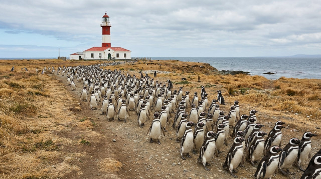 Cientos de pingüinos de Magallanes caminando por un sendero natural en la Isla Magdalena con un faro al fondo