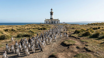 Dónde ver pingüinos en Chile: guía de pingüineras, mejores épocas y consejos para el avistamiento