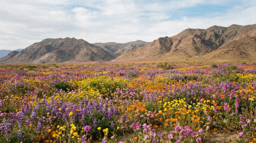 Qué es el Desierto Florido en Chile: cuándo ocurre, dónde verlo y cómo proteger este fenómeno único