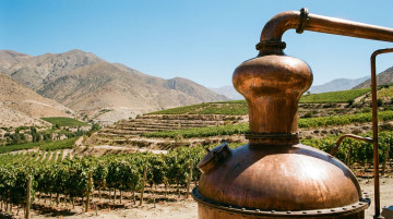 Qué es el pisco chileno: historia, denominación de origen y principales valles productores